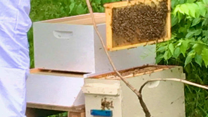Bonus Episode - Raising Bees